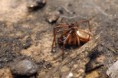 /album/theridiidae/steatoda-albomaculata-m-jpg/
